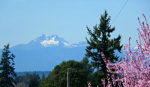 3001 Halverson Ave Bremerton, WA 98310 - Image 2953