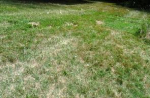 1229 Smith Village Rd Silver Spring, MD 20904 - Image 243817