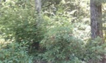 725 Fire Pink Way Landrum, SC 29356 - Image 251474
