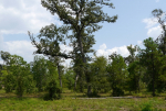 1560 Ruby Dr Willis, TX 77378 - Image 264677