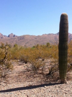 3955 Avenida De Montezuma Tucson, AZ 85749 - Image 281193
