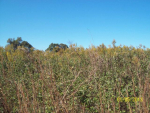 0 co rd 796, Cullman, AL 35055 - Image 284453