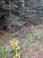 52535 Blueberry Ave Kenai, AK 99611 - Image 310470