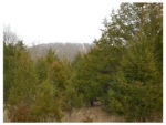22 Wildcat Dr Eureka Springs, AR 72631 - Image 314828