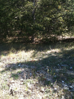 00 Valley Dr Eureka Springs, AR 72631 - Image 314827
