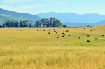 Parcel 5 - 7 Ranges Ranch Gallatin Gateway, MT 59730 - Image 567890