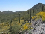 4880 E Lone Mountain Road Cave Creek, AZ 85331 - Image 754362
