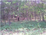 0 LEGAREVILLE RD Johns Island, SC 29455 - Image 836304
