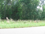 10117 Lakeshore Drive Lancaster, SC 29720 - Image 836448