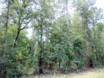 204th St.- Lot 21 O Brien, FL 32071 - Image 1138086
