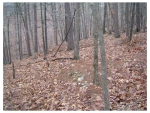 44 Deer Run Dr Eureka Springs, AR 72631 - Image 1343855