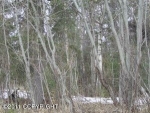 7106 S Lark Circle Wasilla, AK 99654 - Image 1406485