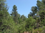 806 N. Blazing Star Payson, AZ 85541 - Image 1452412