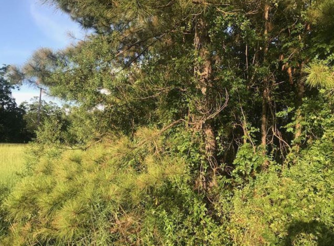 3955A Pinehaven Lot Dr Parcel 2853 463 - Image 1488676