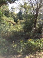 County Road 401 Elba, AL 36323 - Image 1611797