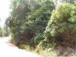 0 Ferrell Rd Red Level, AL 36474 - Image 1734480