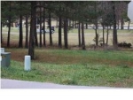 13 Twin Pines Tuscumbia, AL 35674 - Image 1994888