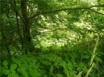 Lot 39 Grandview Cliffs Maggie Valley, NC 28751 - Image 2435544