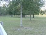 NE HWY 337 Bronson, FL 32621 - Image 2581099