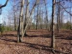 31 Macedonia Road White, GA 30184 - Image 2971297