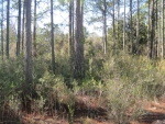 XXXX QUAIL DR, LOT 16 Santa Rosa Beach, FL 32459 - Image 3105727