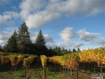 1181 Las Posadas Rd Angwin, CA 94508 - Image 3170562