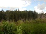 39 SW 159 Miami, FL 33185 - Image 3336430
