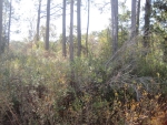 XXX QUAIL DR, LOT 17 Santa Rosa Beach, FL 32459 - Image 3412224