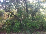 XXX 14TH ST, LOT 23 Santa Rosa Beach, FL 32459 - Image 3412223