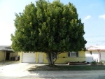 11684 Calvin Street Yucaipa, CA 92399 - Image 3794944