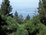 1954 Nob Hill Dr Running Springs, CA 92382 - Image 4528940