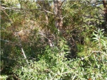 LOT 32 GRANDE POINTE Panama City Beach, FL 32413 - Image 4610055