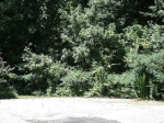 0 Rabbit Farm Road Loganville, GA 30052 - Image 6178717