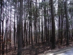 1570 Lake Louella Road Suwanee, GA 30024 - Image 6480027
